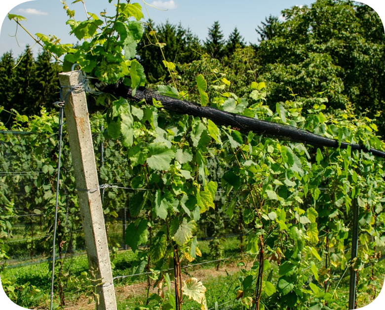 Sistemi za vinogradare