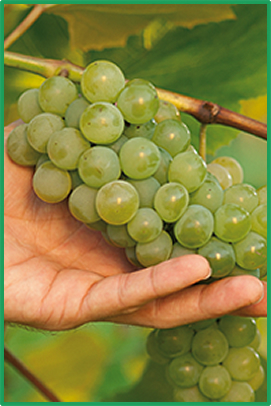 Sistemi za vinogradare